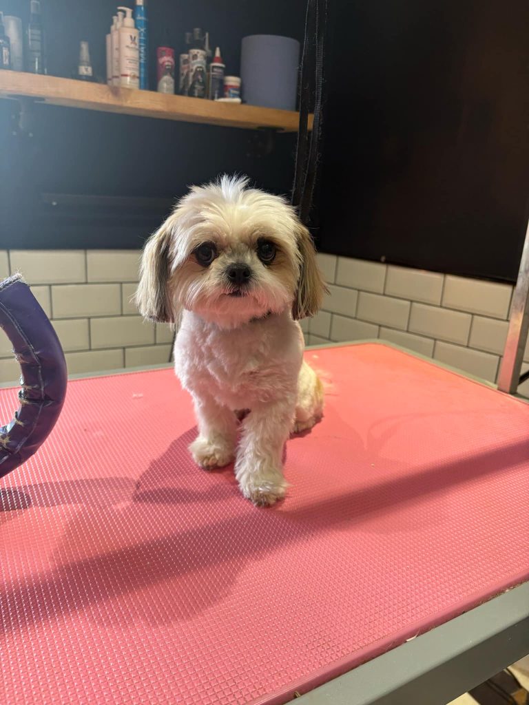 Furry Tail Groomers
